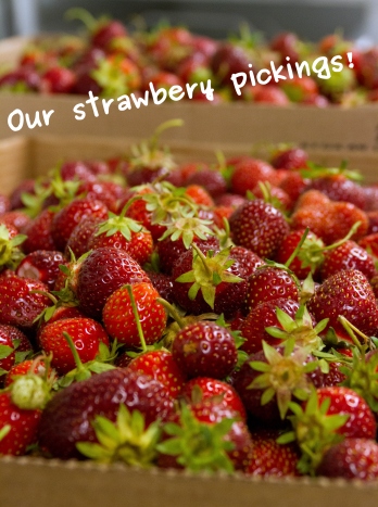 A photo of the strawberries