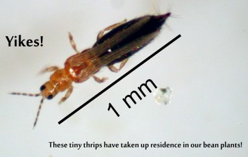 A photo of thrips