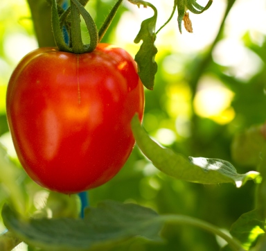 photo of a tomato