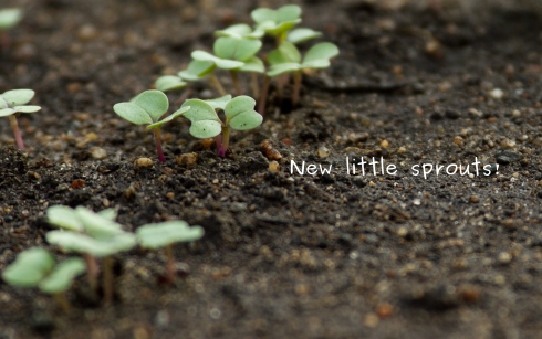 Photo of new little sprouts