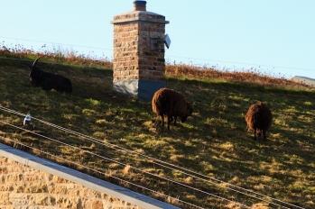 Photo of Sheep on a Roof