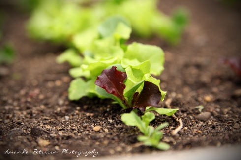 Photo of lettuce