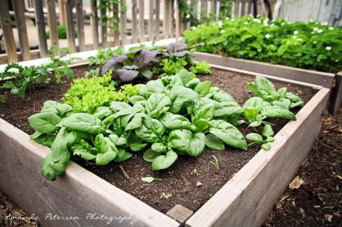 Photo of raised bed-spinach