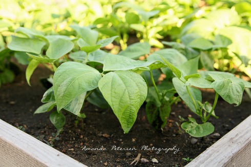 Photo of green bean plants