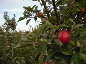 Photo of Apples in the Orchard